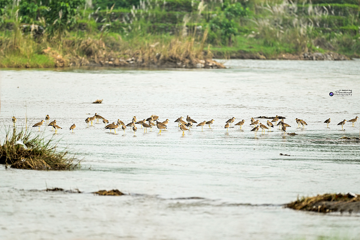 Grey-headed-Lapwing-MechingarPhoto-by-Deven-Kharel.jpg